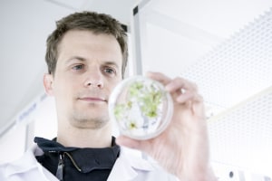 CSIRO tech increases biofuel yield from plants