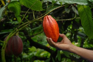Local and global sustainability progress for Ferrero