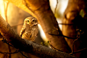 How to use Adobe Lightroom's Colour Grading tool