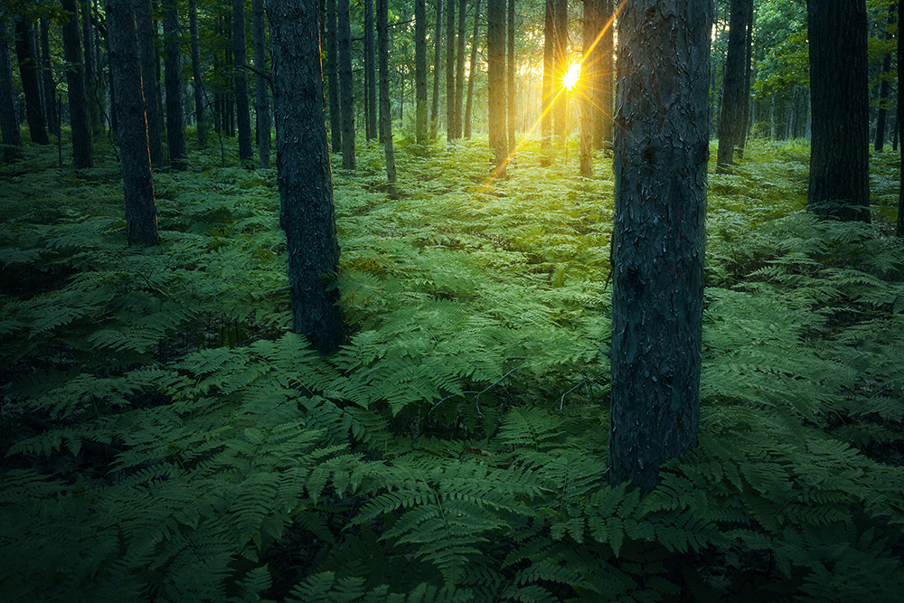 Behind the Lens: Sun-kissed Landscape 