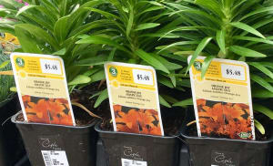 Orora Visual's plant tags open digital doors