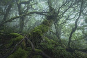Tree therapy: How to photograph rainforests (Part two)