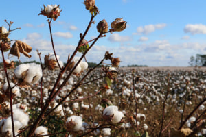 LDC takes control of Namoi Cotton Limited
