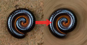 Photoshop step-by-step: Create image blur