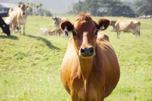 Global sustainability goals for beef
