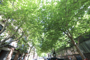 Australia fails green canopy test 