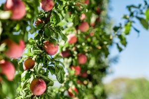 Larger, sweeter stone fruit season ahead