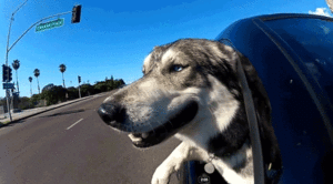 Cruisin pooches
