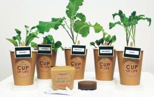 The coffee cup that becomes a plant