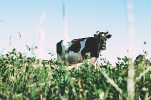 Dairy processors warned on milk prices