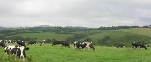 Government foreshadows dairy support package