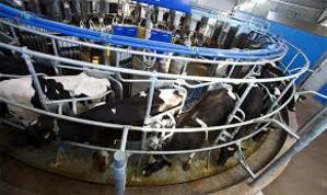 Government's dairy support package criticised