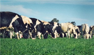 NSW government backs local dairy industry