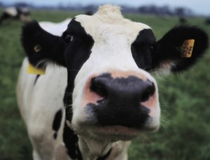 Gina Rinehart set to mine infant formula boom