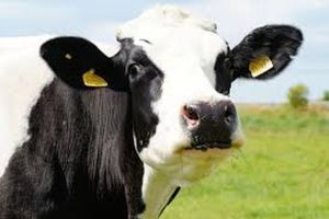 Another miner diversifies into dairy