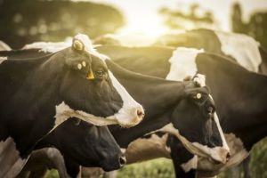 Dairy export consortium secures another supplier