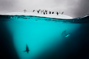 Prints for Nature sale will support the efforts of Conservation International