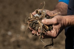 Cotton industry body launches $10m plan to fight crop disease