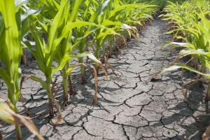 Are food processors ready for the big dry?