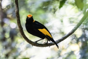 Join Australian Photography in Queensland&rsquo;s Lamington National Park: June 6-10 2027