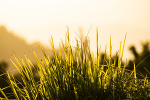 Video: How to photograph the details in landscape photography