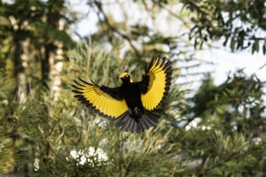 BBC publishes free 45-minute wildlife photography tips video