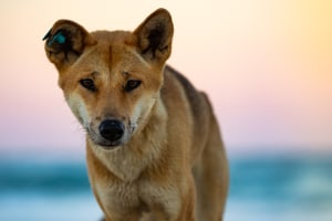 Photographer's guide: Fraser island (K&rsquo;gari)