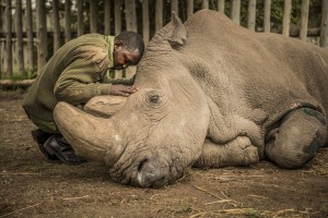 Farewell to the last of a species
