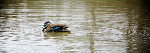 Image Doctor: Tranquility
