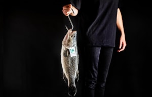 Murray Cod Australia looks to raise $17m