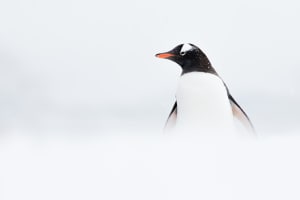 Winner of the Australian Antarctic Photography Competition revealed