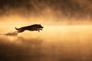 International Dog Photography Awards 2024 winners announced
