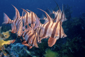 Old diving photos wanted for underwater research