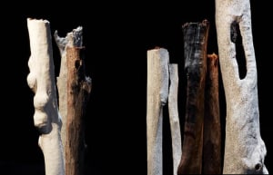 Homage to our gum trees: Eucalyptusdom 