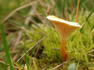 Sydney mushroom producer fined $165k after man loses arm