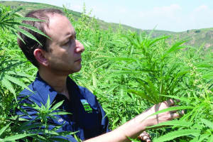 Hemp seeds roll out 