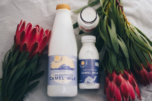 Good Earth Dairy wins $4.4m for camel milk facility