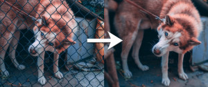 Video: How to remove a chain link fence with Photoshop