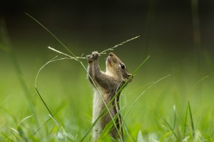 International Garden Photographer of the Year announces winners