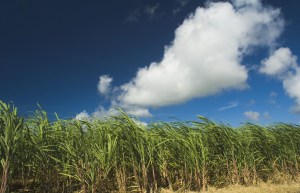 Nucane offers a field of opportunity