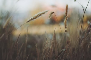 ACCC calls out Seednet over false barley claims