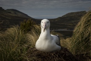 Behind the lens: A royal in waiting
