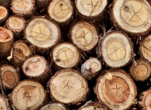 Wood for all: Firewood collection season opens