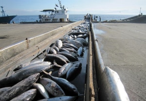 Fresh approach to freezing tuna 
