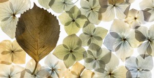 Hydrangeas in a New Light: Hydrangea Transitions exhibition opens at Oakleigh Library