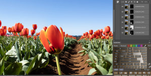 A beginner's guide to focus stacking
