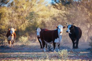 The year the world connected food systems with climate change 