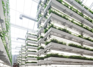 Our post-pandemic food future