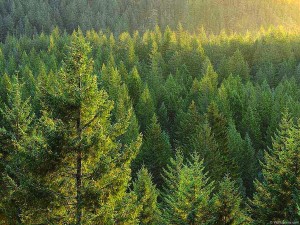 APP & Paper Force unite against deforestation
