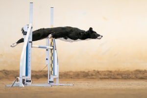 The winners of the 2022 Dog Photographer of the Year